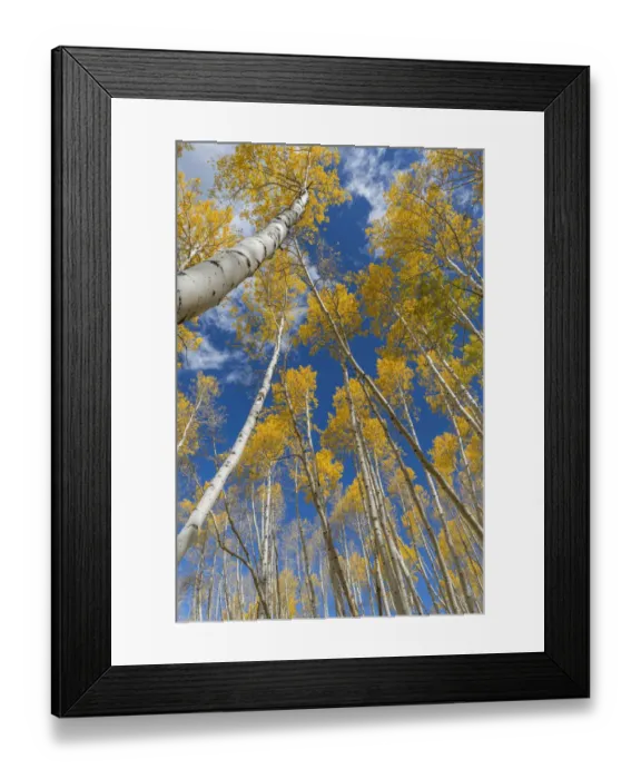 Framed Print : USA, Colorado, Uncompahgre National Forest, Grove of autumn colored quaking aspen Framed Print : USA, Colorado, Uncompahgre National Forest, Grove of autumn colored quaking aspen