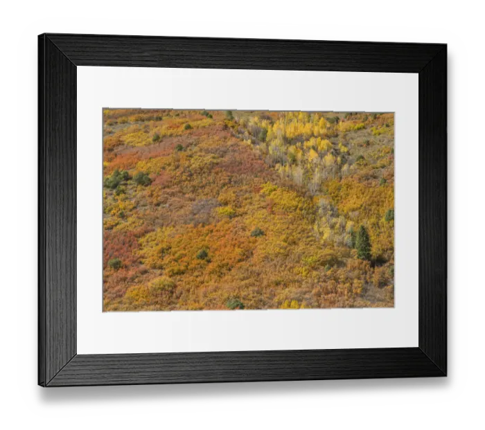 Framed Print : USA, Colorado, San Juan Mountains, Uncompahgre National Forest Framed Print : USA, Colorado, San Juan Mountains, Uncompahgre National Forest