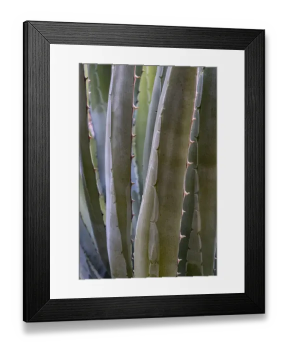 Framed Print : USA, Arizona. Agave (Agave sp. ) growing in Clear Creek Canyon, Grand Canyon National Park