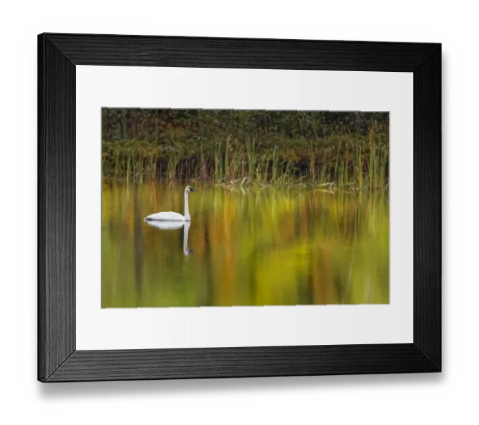 Framed Print : Fall colors and Trumpeter Swan, Council Lake, Hiawatha National Forest