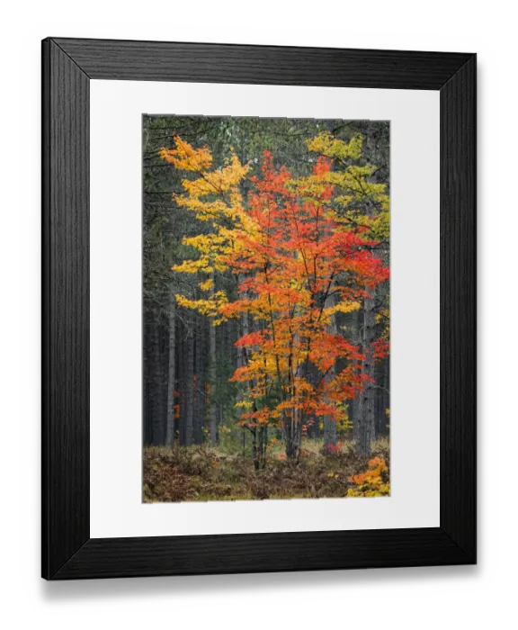 Framed Print : Red maple leaves in autumn and pine tree trunks, Hiawatha National Forest