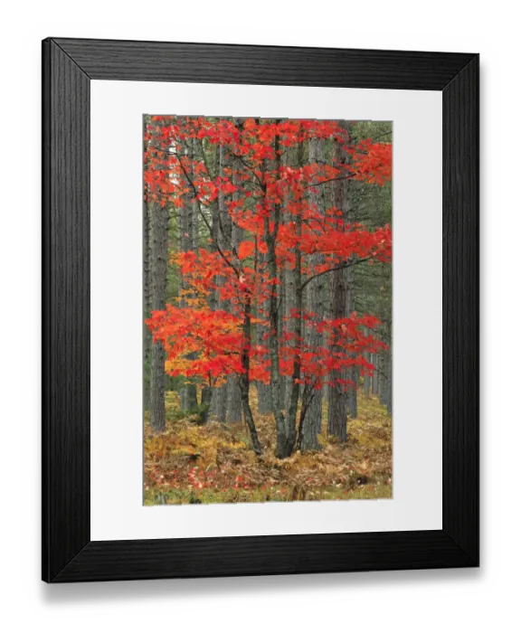 Framed Print : Red maple leaves in autumn and pine tree trunks, Hiawatha National Forest Framed Print : Red maple leaves in autumn and pine tree trunks, Hiawatha National Forest