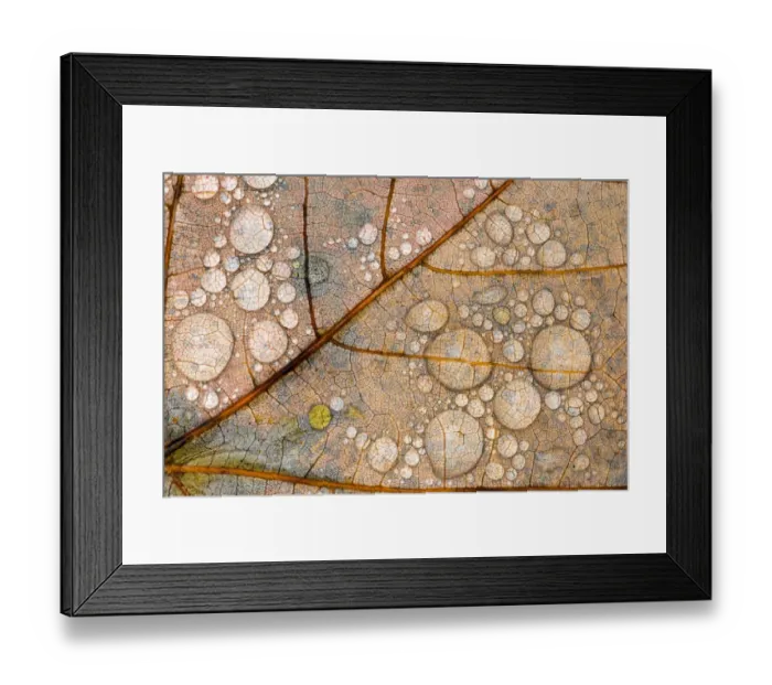 Framed Print : Close-up of water drops and vein pattern on autumn maple leaf, Hiawatha National Forest Framed Print : Close-up of water drops and vein pattern on autumn maple leaf, Hiawatha National Forest