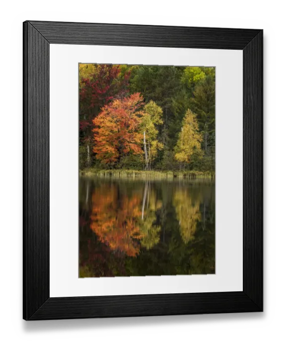 Framed Print : Fall colors along shoreline of Council Lake, Hiawatha National Forest Framed Print : Fall colors along shoreline of Council Lake, Hiawatha National Forest