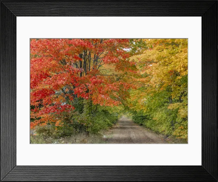 Framed Print : Rural forest road through fall colors, Hiawatha National Forest, Upper Peninsula Framed Print : Rural forest road through fall colors, Hiawatha National Forest, Upper Peninsula