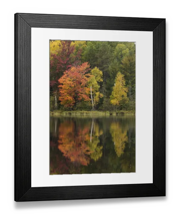 Framed Print : Fall colors along shoreline of Council Lake, Hiawatha National Forest Framed Print : Fall colors along shoreline of Council Lake, Hiawatha National Forest