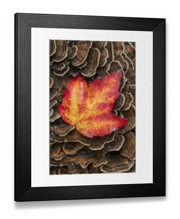 Framed Print : Red maple leaf on Bracket Fungi, Pictured Rocks National Lakeshore