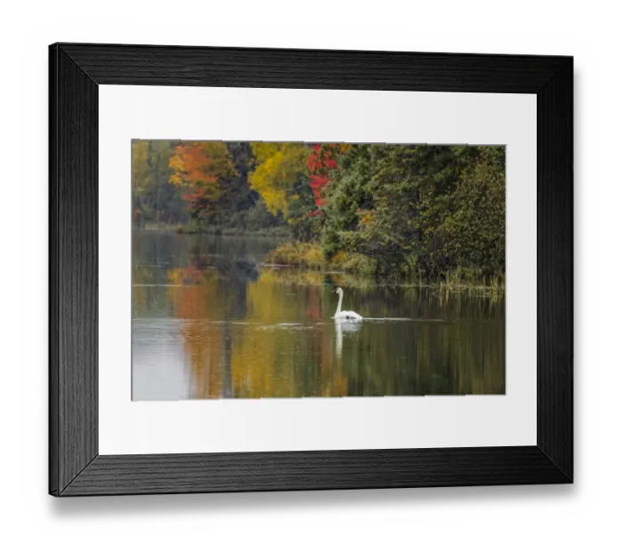 Framed Print : Fall colors and Trumpeter Swan, Council Lake, Hiawatha National Forest Framed Print : Fall colors and Trumpeter Swan, Council Lake, Hiawatha National Forest