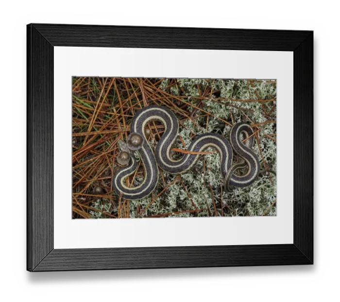 Framed Print : Northern Ribbon Snake, Upper Peninsula of Michigan