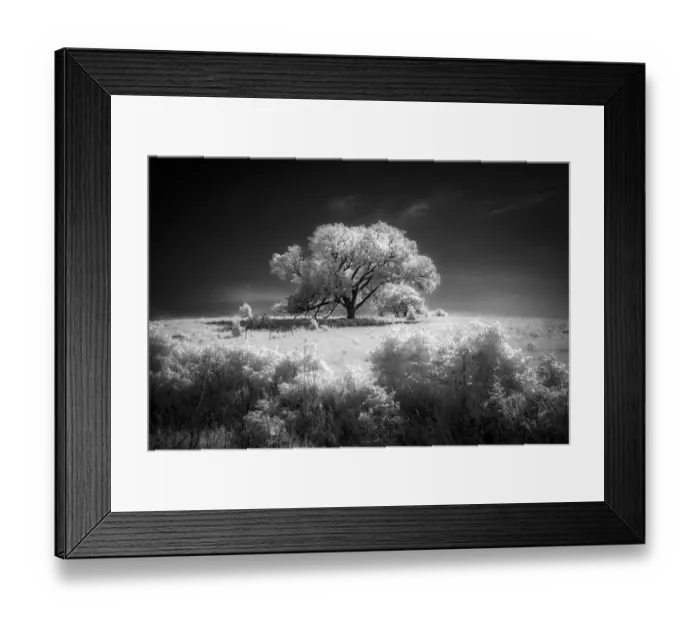Framed Print : One of the larger trees of the Flint Hills of Kansas Framed Print : One of the larger trees of the Flint Hills of Kansas