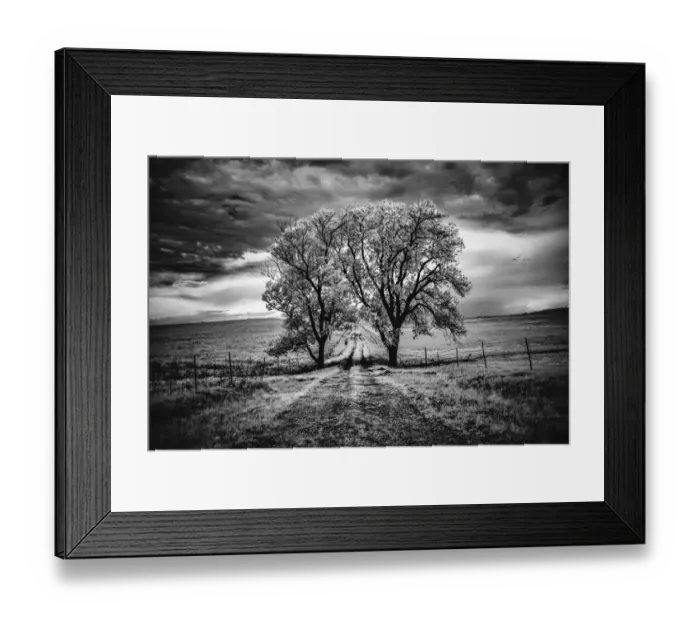 Framed Print : Two large cottonwood trees arch over road Framed Print : Two large cottonwood trees arch over road
