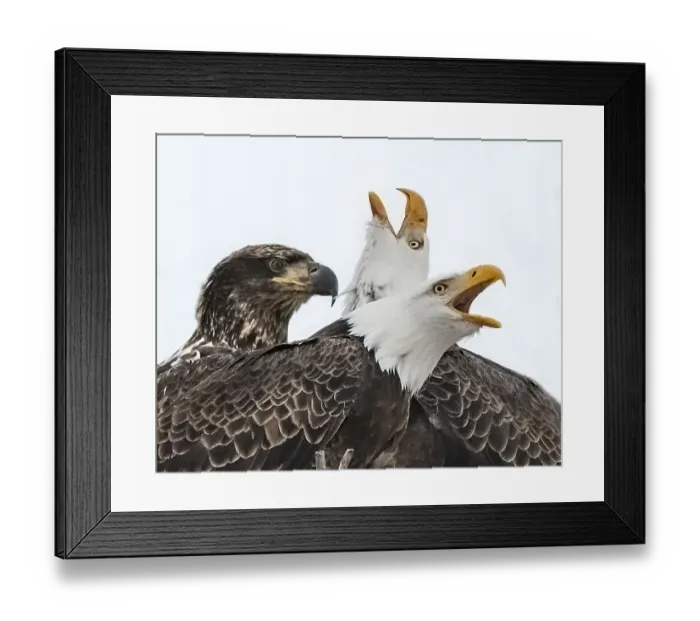 Framed Print : Two adult eagles squawking