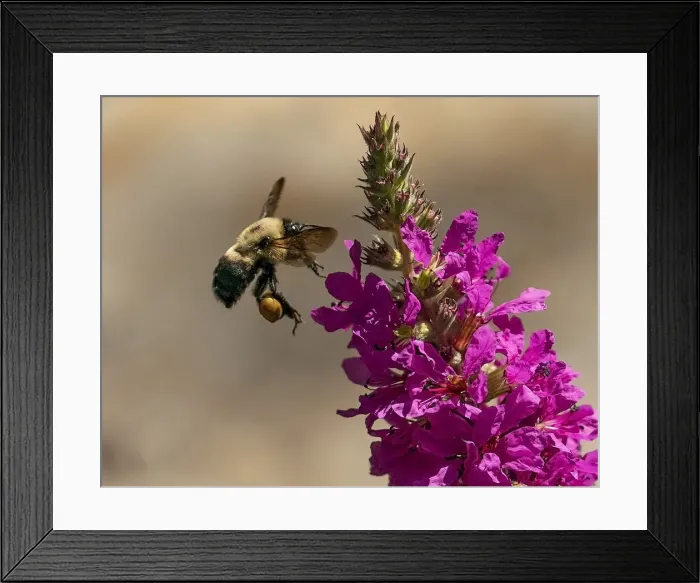 Framed Print : Bee preparing to collect pollen
