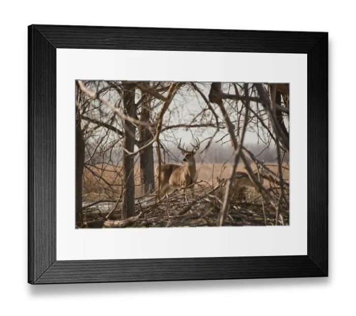 Framed Print : White-tailed buck keeping an eye out for predators, doe in the background Framed Print : White-tailed buck keeping an eye out for predators, doe in the background