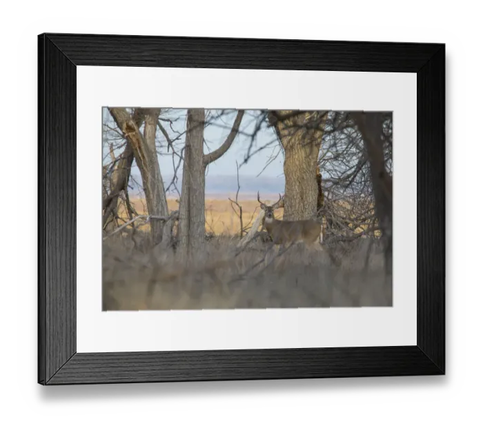 Framed Print : White-tailed buck looking alerted