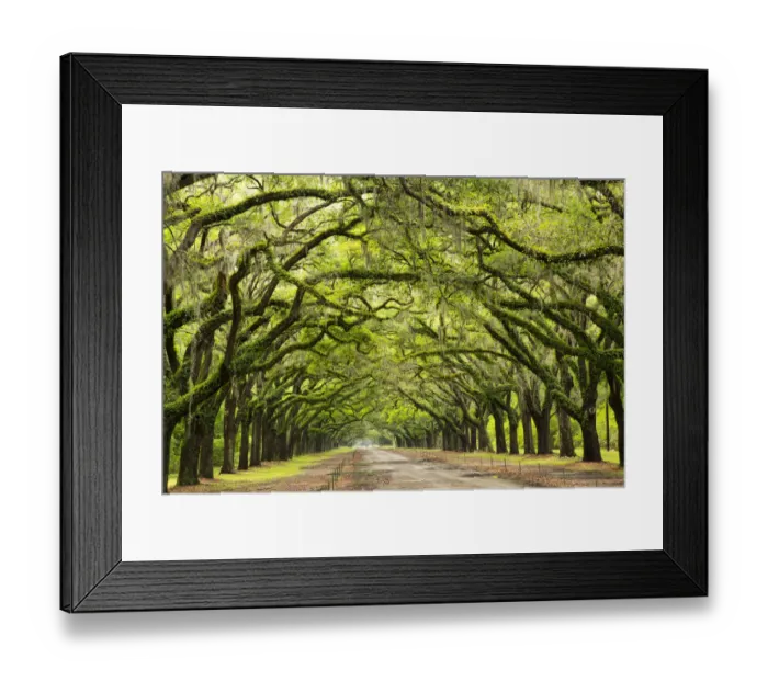 Framed Print : USA, Georgia, Savannah. Historic Wormsloe Plantation mile long drive