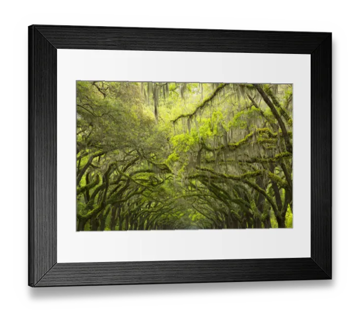 Framed Print : USA, Georgia, Savannah. Canopy of moss covered oaks at Historic Wormsloe Plantation Framed Print : USA, Georgia, Savannah. Canopy of moss covered oaks at Historic Wormsloe Plantation