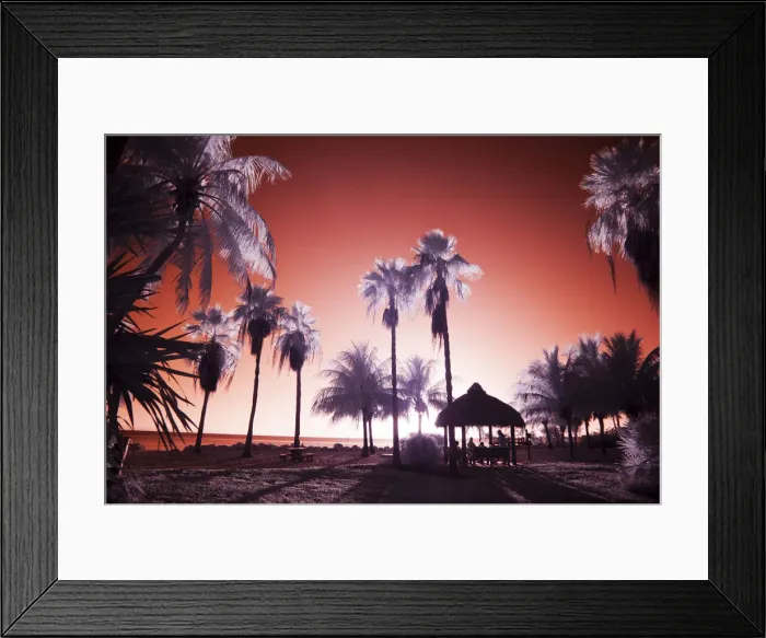 Framed Print : USA, Florida Keys. Infrared palm trees along the Florida Keys Framed Print : USA, Florida Keys. Infrared palm trees along the Florida Keys