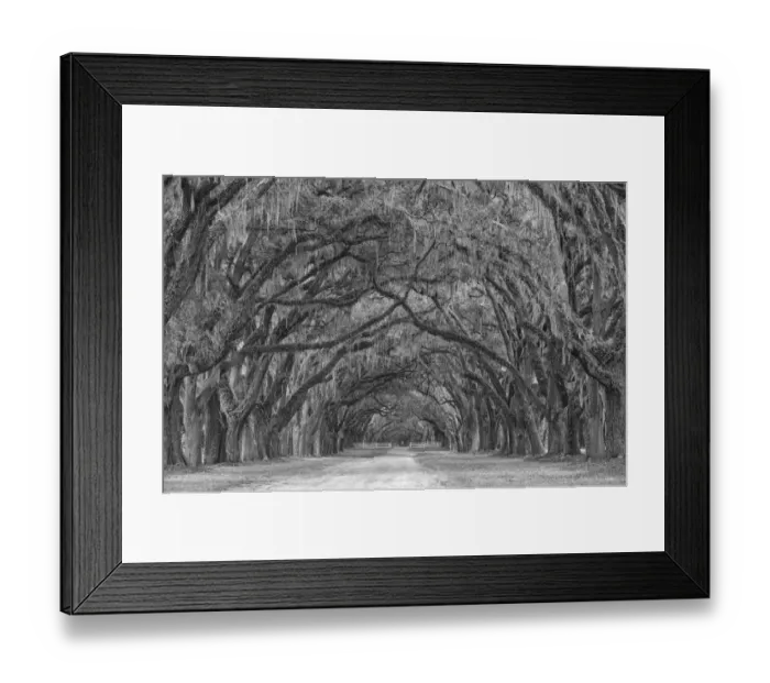 Framed Print : USA, Georgia, Savannah. Historic Wormsloe Plantation moss covered oaks mile long drive