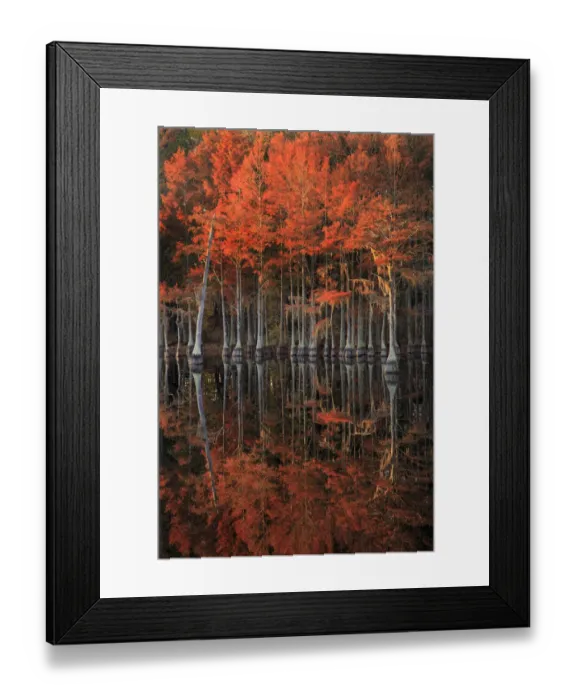 Framed Print : USA, Georgia, Cypress trees with reflections in morning light Framed Print : USA, Georgia, Cypress trees with reflections in morning light