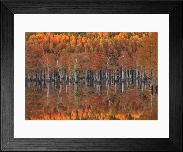 Framed Print : USA, Georgia, Cypress trees with reflections in evening light Framed Print : USA, Georgia, Cypress trees with reflections in evening light