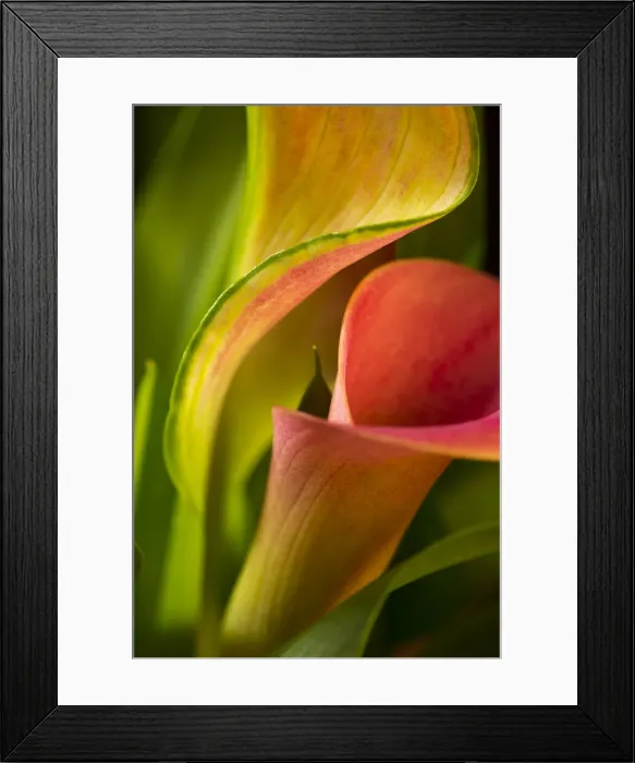 Framed Print : USA, Georgia, Savannah. Close-up of cala lily Framed Print : USA, Georgia, Savannah. Close-up of cala lily