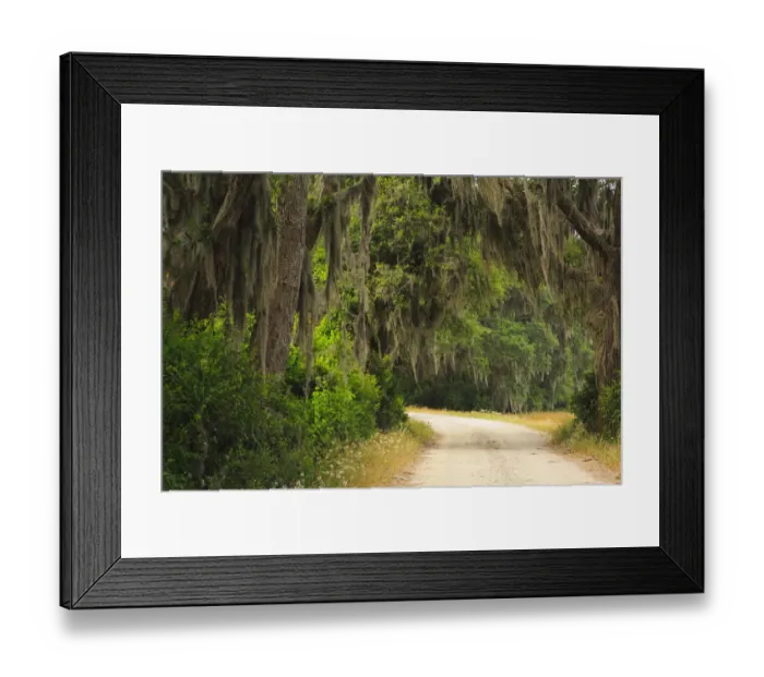 Framed Print : USA, Georgia, Savannah. Drive at the Savannah National Wildlife Refuge Framed Print : USA, Georgia, Savannah. Drive at the Savannah National Wildlife Refuge