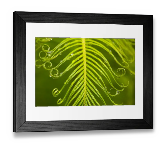 Framed Print : USA, Georgia, Savannah. Spring sago palm with feathery foliage