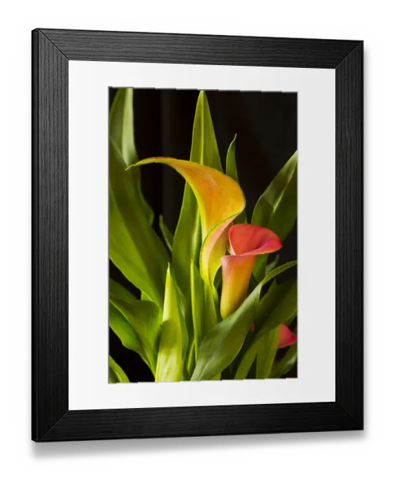 Framed Print : USA, Georgia, Savannah. Close-up of cala lily Framed Print : USA, Georgia, Savannah. Close-up of cala lily