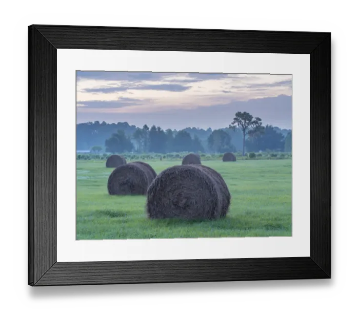 Framed Print : Morning rural scene at sunrise, central Florida, with hay bales Framed Print : Morning rural scene at sunrise, central Florida, with hay bales