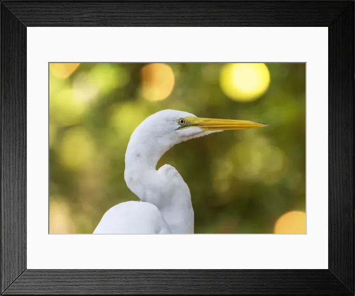 Framed Print : An Eastern Great Egret portrait against a bright yellow blurred background Framed Print : An Eastern Great Egret portrait against a bright yellow blurred background