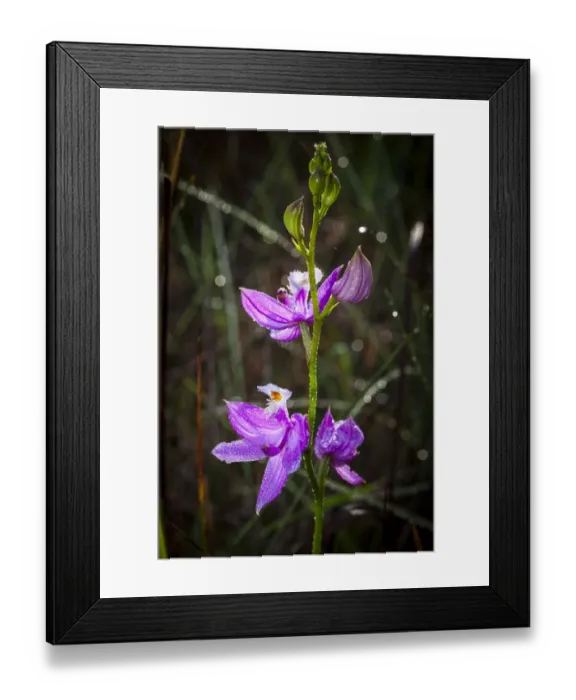 Framed Print : Grass pink orchids are terrestrial plants found in the eastern US Framed Print : Grass pink orchids are terrestrial plants found in the eastern US