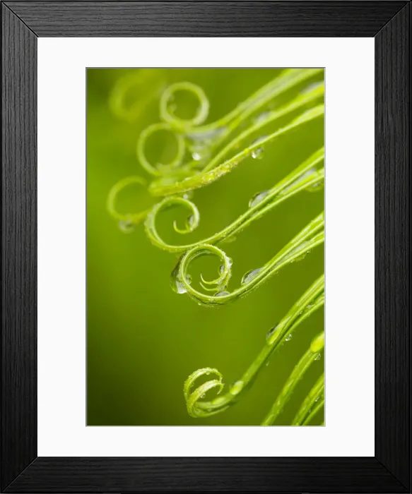 Framed Print : USA, Georgia, Savannah. Spring sago palm with curly foliage
