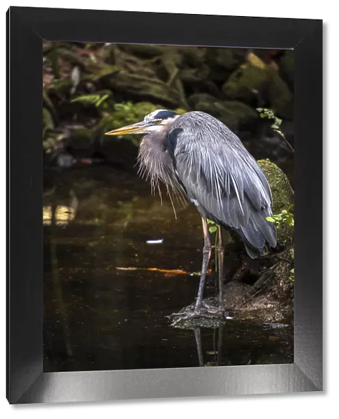 Great Blue Heron, puffed and scrunched in, standing on the waters edge