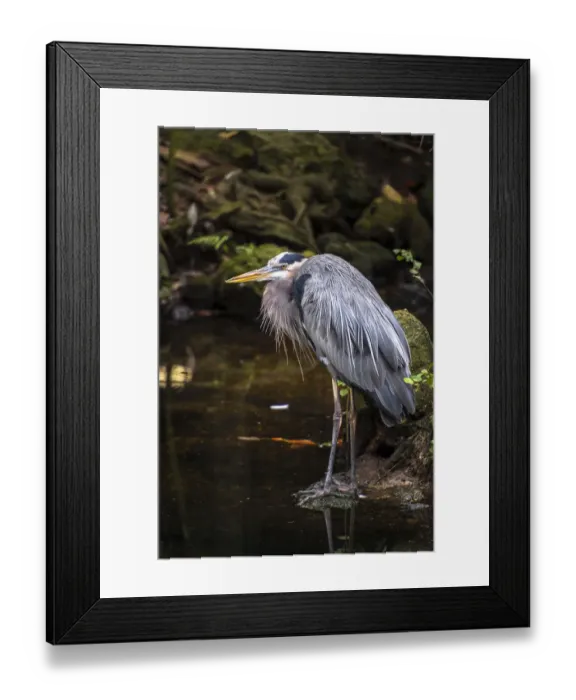 Framed Print : Great Blue Heron, puffed and scrunched in, standing on the waters edge