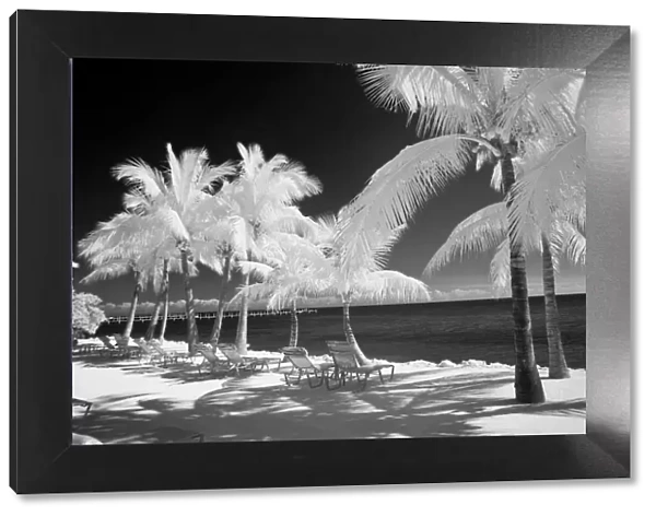 USA, Florida Keys. Infrared palm trees with lounge chairs along the Florida Keys