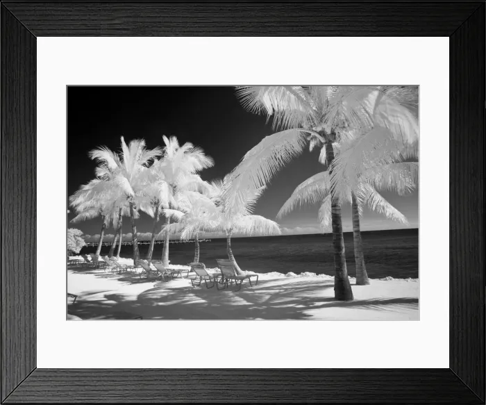 Framed Print : USA, Florida Keys. Infrared palm trees with lounge chairs along the Florida Keys Framed Print : USA, Florida Keys. Infrared palm trees with lounge chairs along the Florida Keys