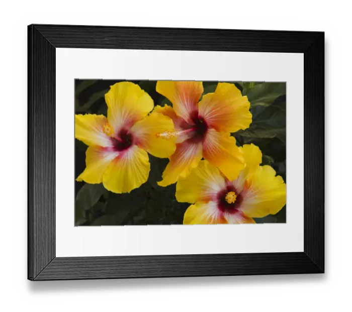 Framed Print : USA, Georgia, Savannah. Hibiscus blooming in the spring Framed Print : USA, Georgia, Savannah. Hibiscus blooming in the spring