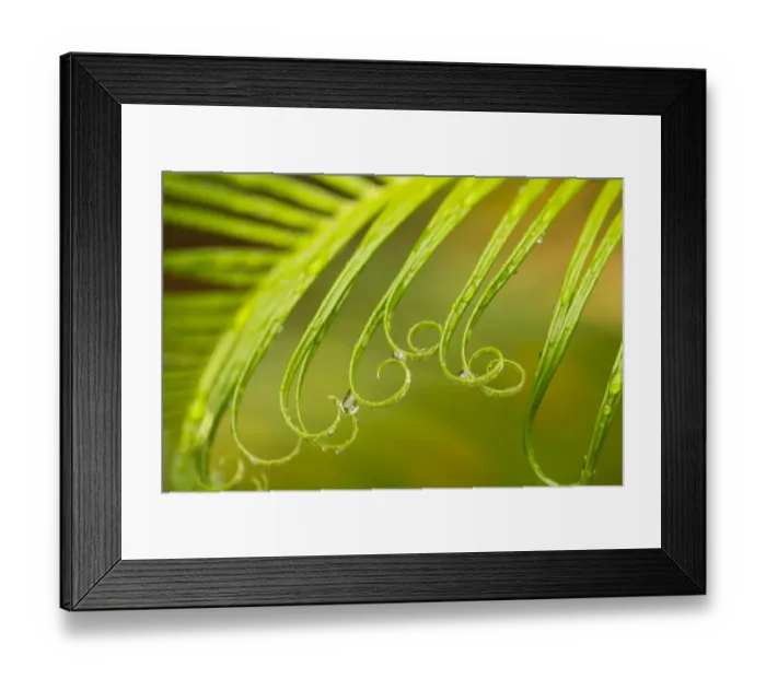 Framed Print : USA, Georgia, Savannah. Spring sago palm with curly foliage Framed Print : USA, Georgia, Savannah. Spring sago palm with curly foliage