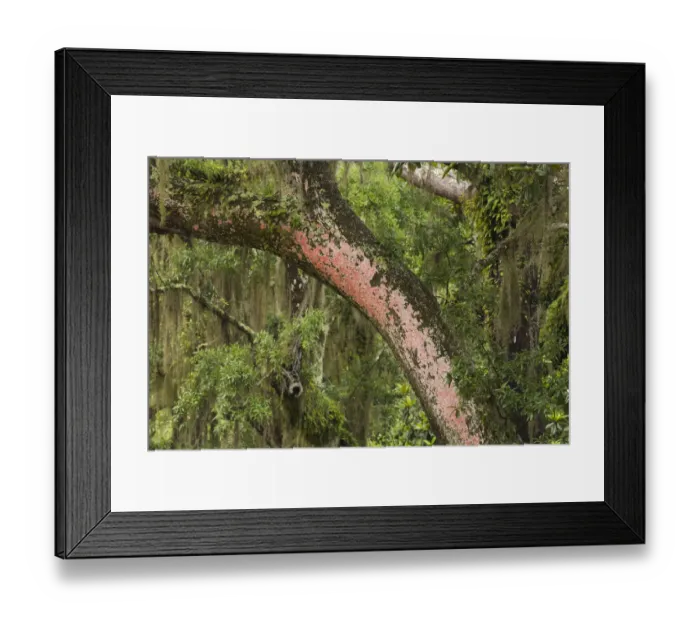 Framed Print : USA, Georgia, Savannah. Red lichen on tree at Bonaventure Cemetery