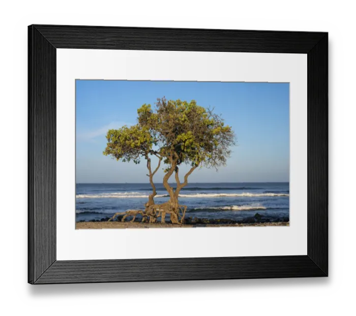 Framed Print : USA, Hawaii, Big Island of Hawaii. Kohanaiki Beach Park, Sunrise light on heliotrope tree Framed Print : USA, Hawaii, Big Island of Hawaii. Kohanaiki Beach Park, Sunrise light on heliotrope tree