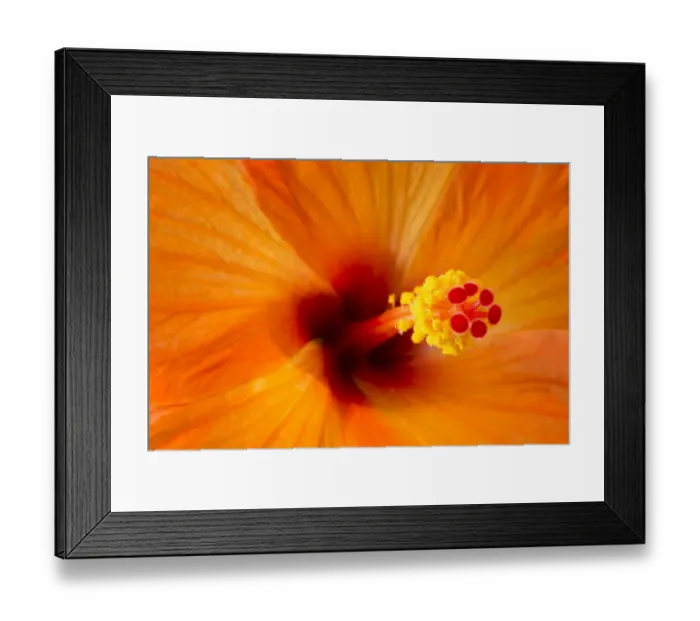 Framed Print : USA, Georgia, Savannah. Abstract of Hibiscus Framed Print : USA, Georgia, Savannah. Abstract of Hibiscus