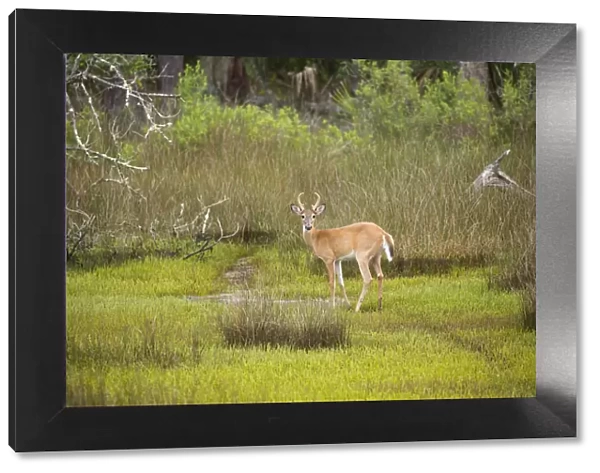 USA, Georgia, Savannah. Young buck walking along hardwood forest and salt marsh