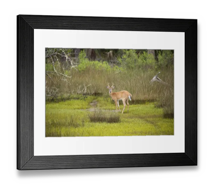 Framed Print : USA, Georgia, Savannah. Young buck walking along hardwood forest and salt marsh Framed Print : USA, Georgia, Savannah. Young buck walking along hardwood forest and salt marsh