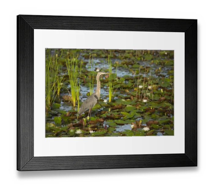 Framed Print : USA, Georgia, Savannah. Great blue heron fishing among lily pads Framed Print : USA, Georgia, Savannah. Great blue heron fishing among lily pads