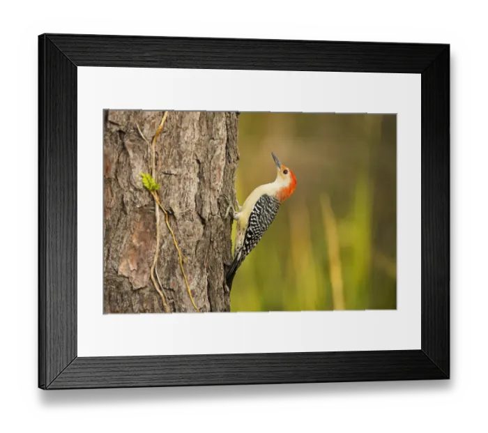 Framed Print : USA, Georgia, Savannah. Red -bellied woodpecker on pine tree Framed Print : USA, Georgia, Savannah. Red -bellied woodpecker on pine tree