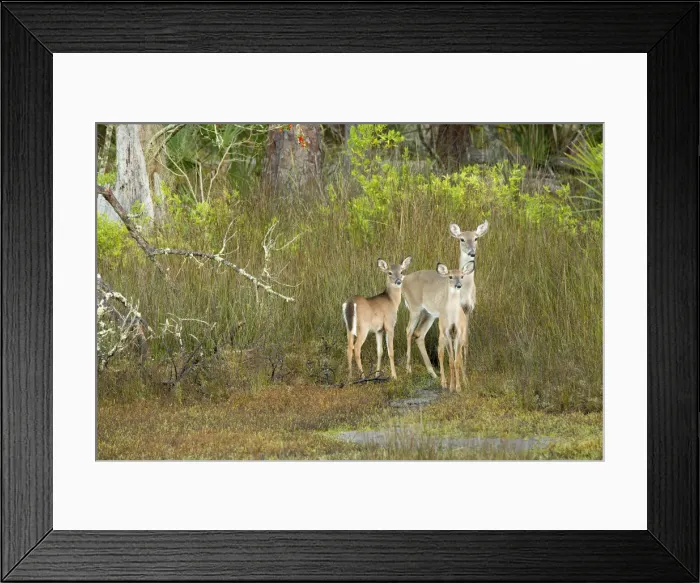 Framed Print : USA, Georgia, Savannah. Doe and twin fawns at Skidaway Island State Park