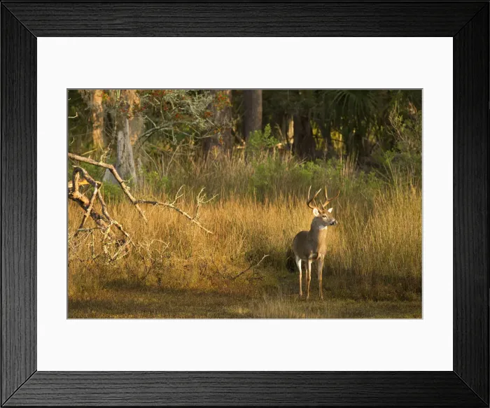 Framed Print : USA, Georgia, Savannah. Buck in the hardwood forest at Skidaway Island Sate Park