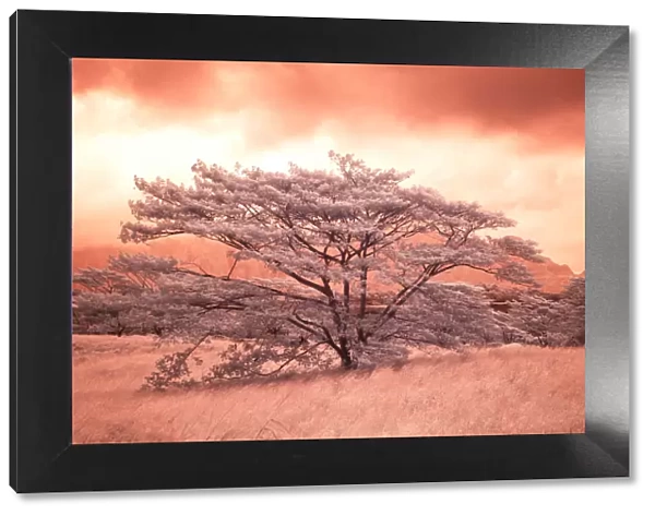USA, Hawaii, Maui. Sepia infrared image of lone tree in field