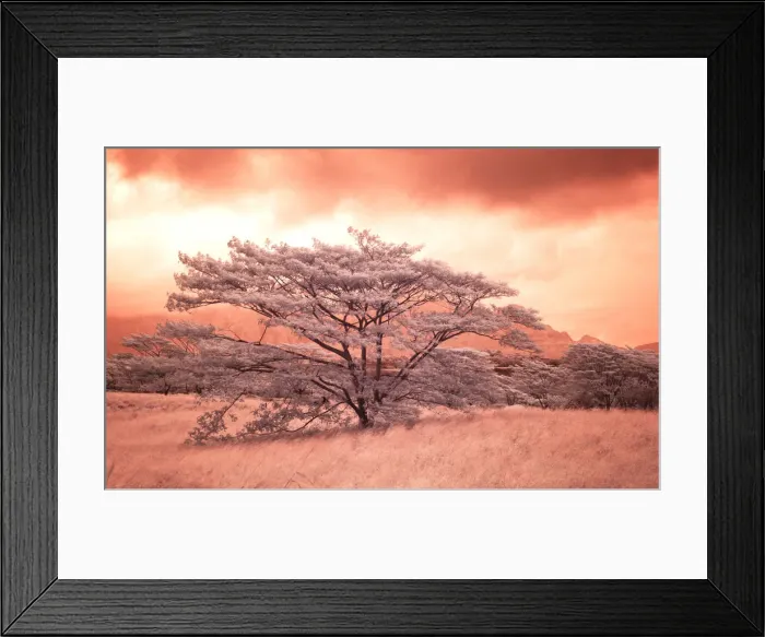 Framed Print : USA, Hawaii, Maui. Sepia infrared image of lone tree in field Framed Print : USA, Hawaii, Maui. Sepia infrared image of lone tree in field